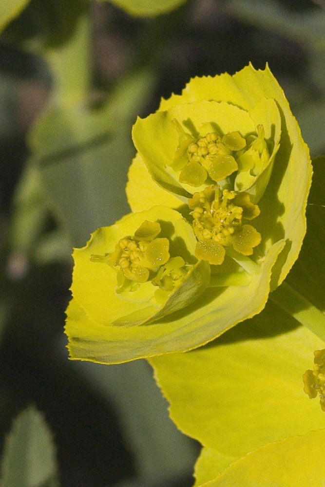 Euphorbia serrata / Euforbia dentata